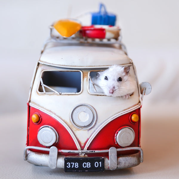 How The Instinct to Explore Helps The Brain Learn