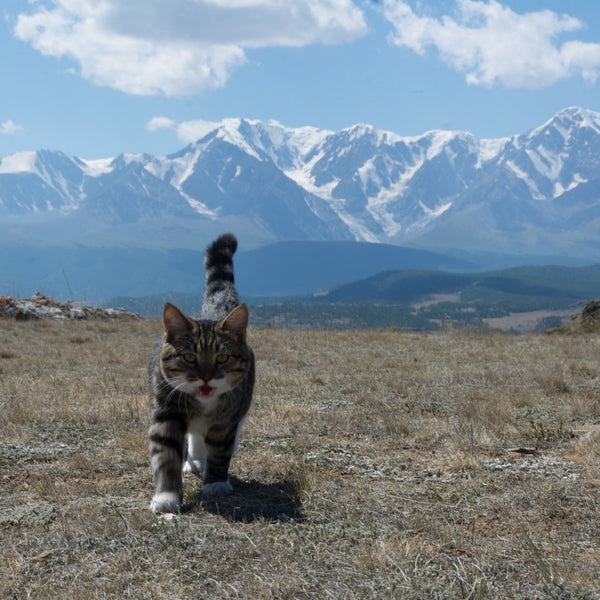Preschoolers Can’t See the Mountains for the Cat